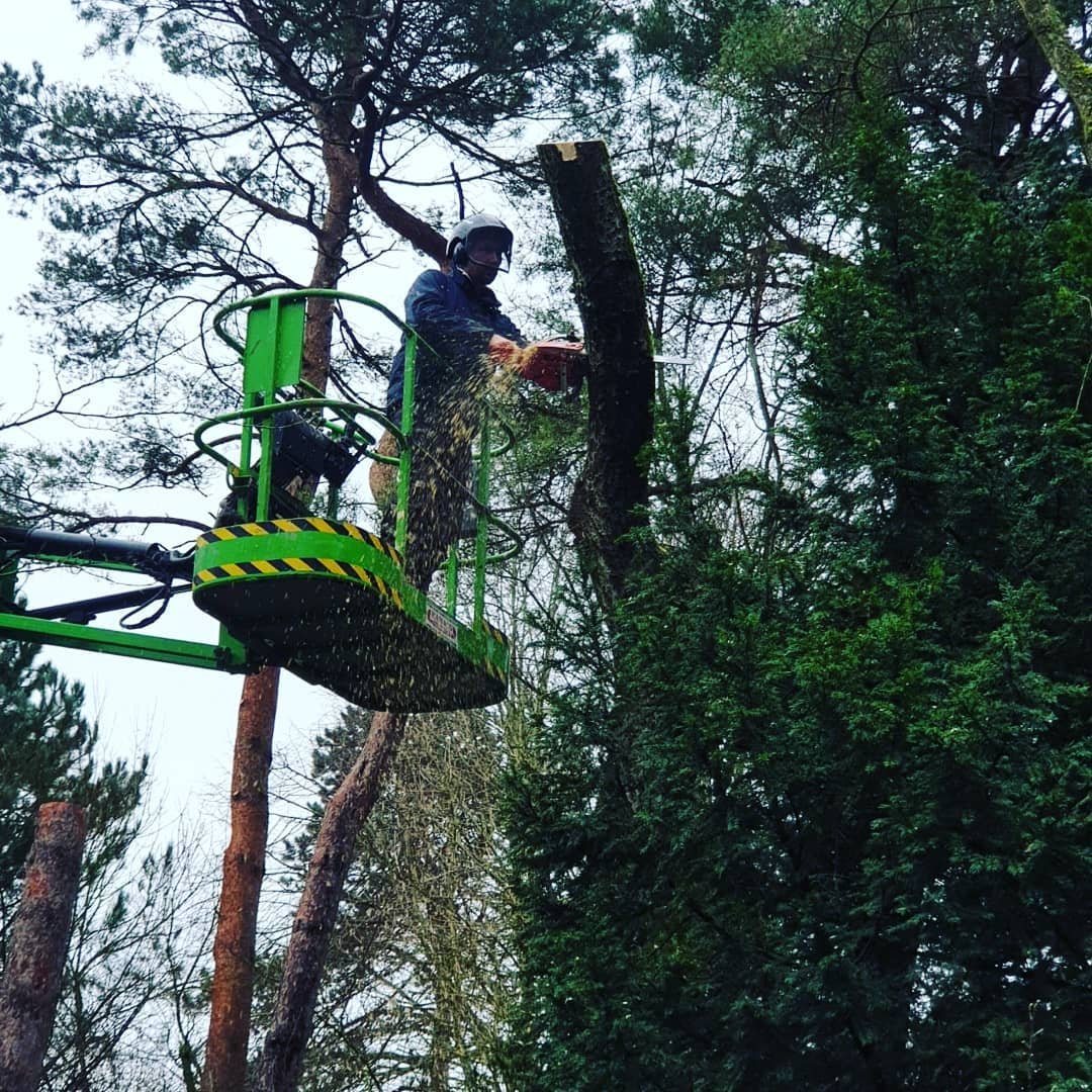 Onderhoud van bomen, boomverzorging, is een specialisme van Westerhof Tuinen