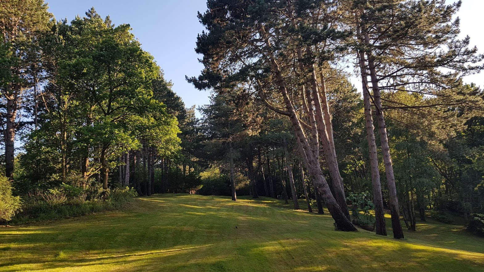 Tuinonderhoud aan bomen en gazon